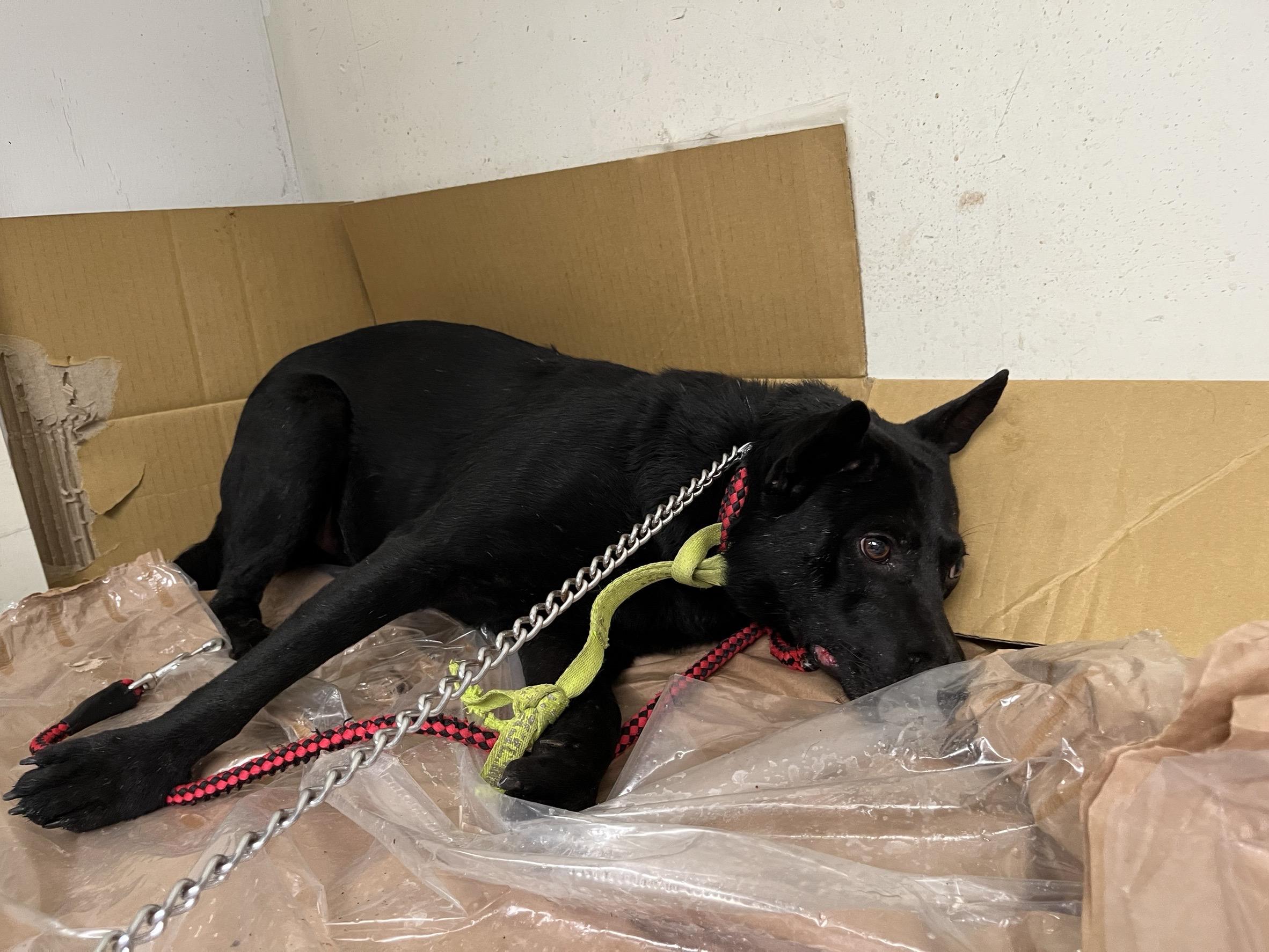 台北市已領養狗 混種犬