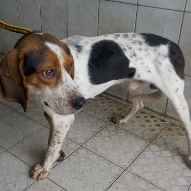南投縣已領養狗 混種犬