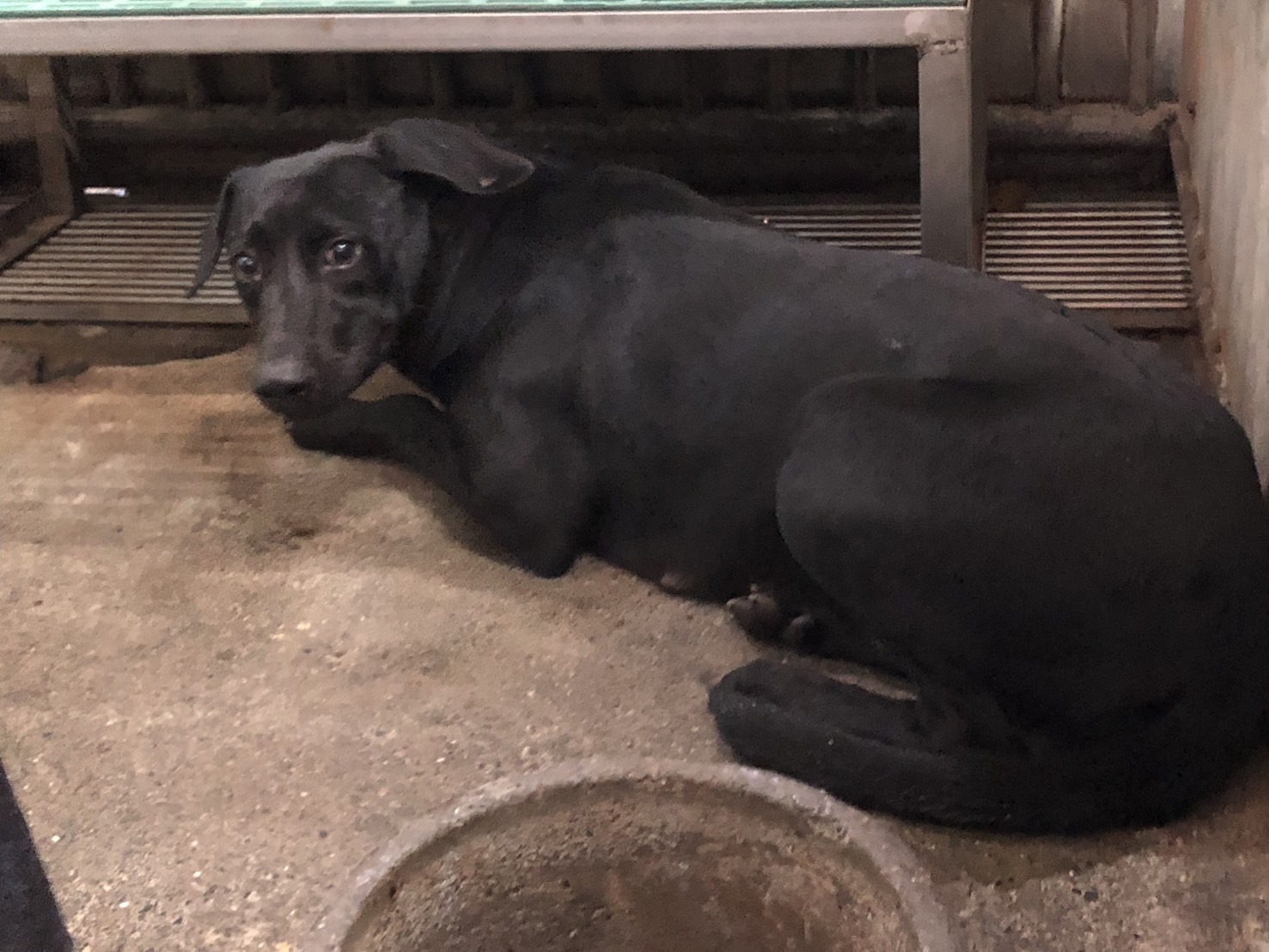 彰化縣已領養狗 混種犬