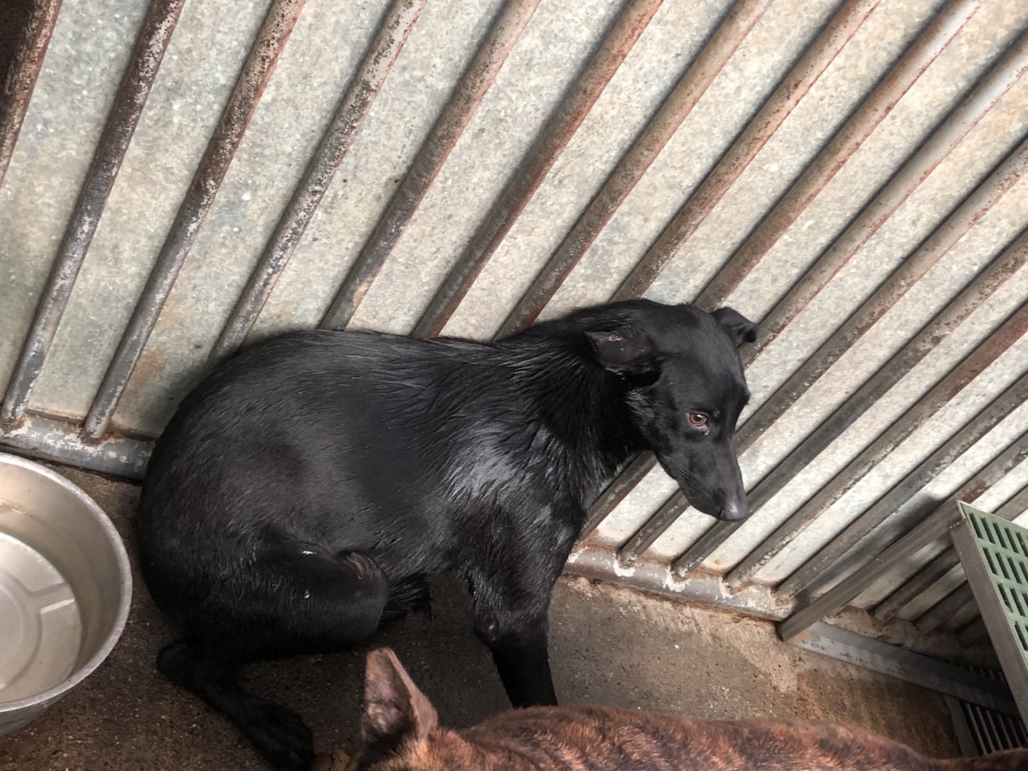 彰化縣已領養狗 混種犬