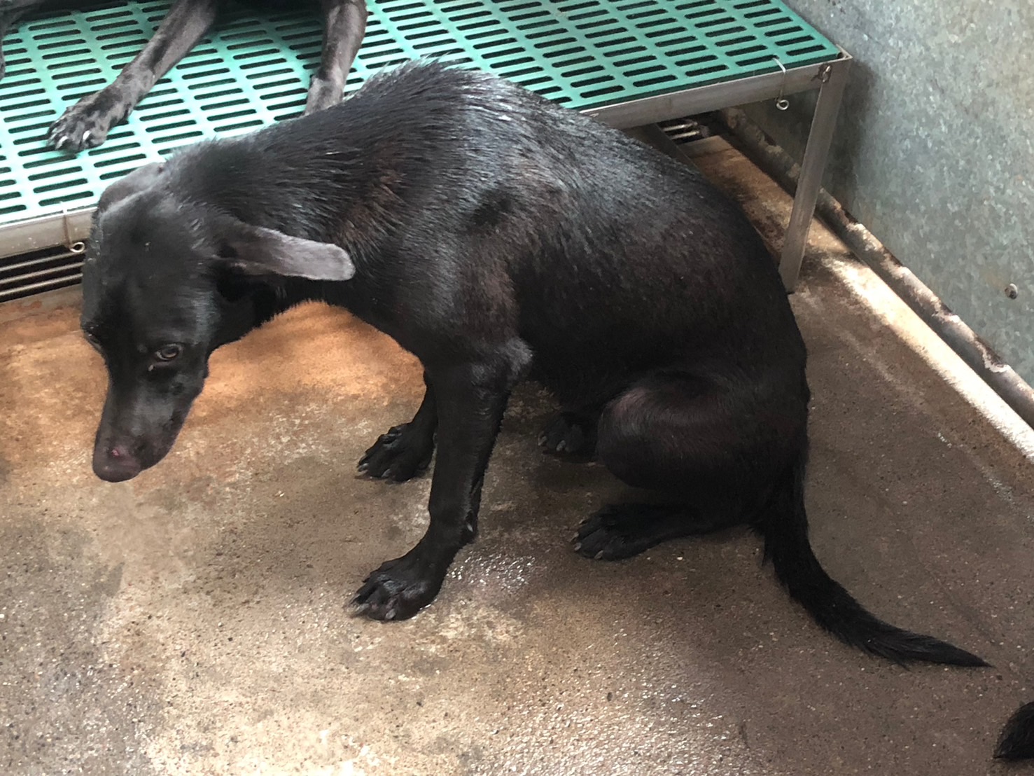 彰化縣已領養狗 混種犬