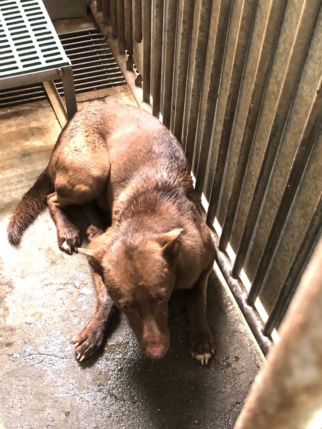 彰化縣已領養狗 混種犬