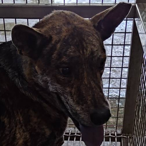 台南市已領養狗 混種犬