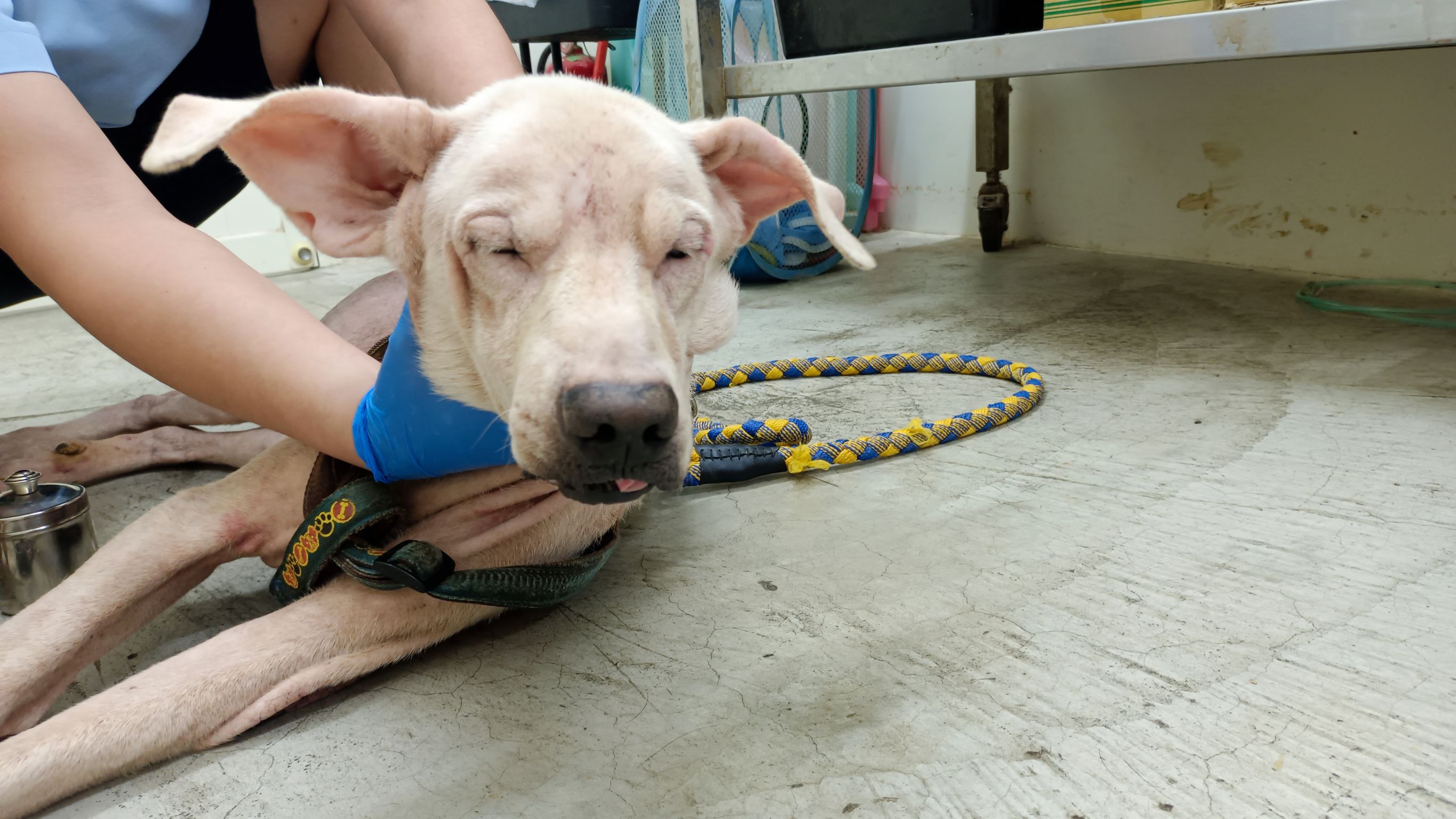 台北市已領養狗 混種犬