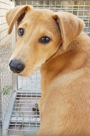 台中市已領養狗 混種犬