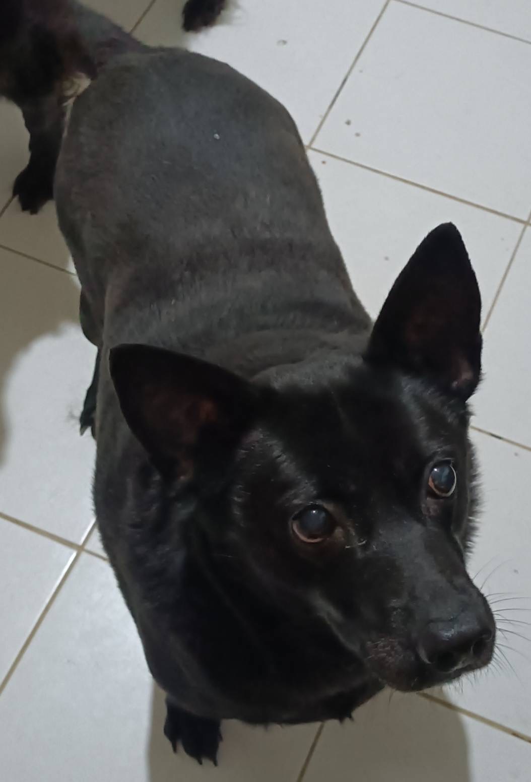新北市已領養狗 混種犬