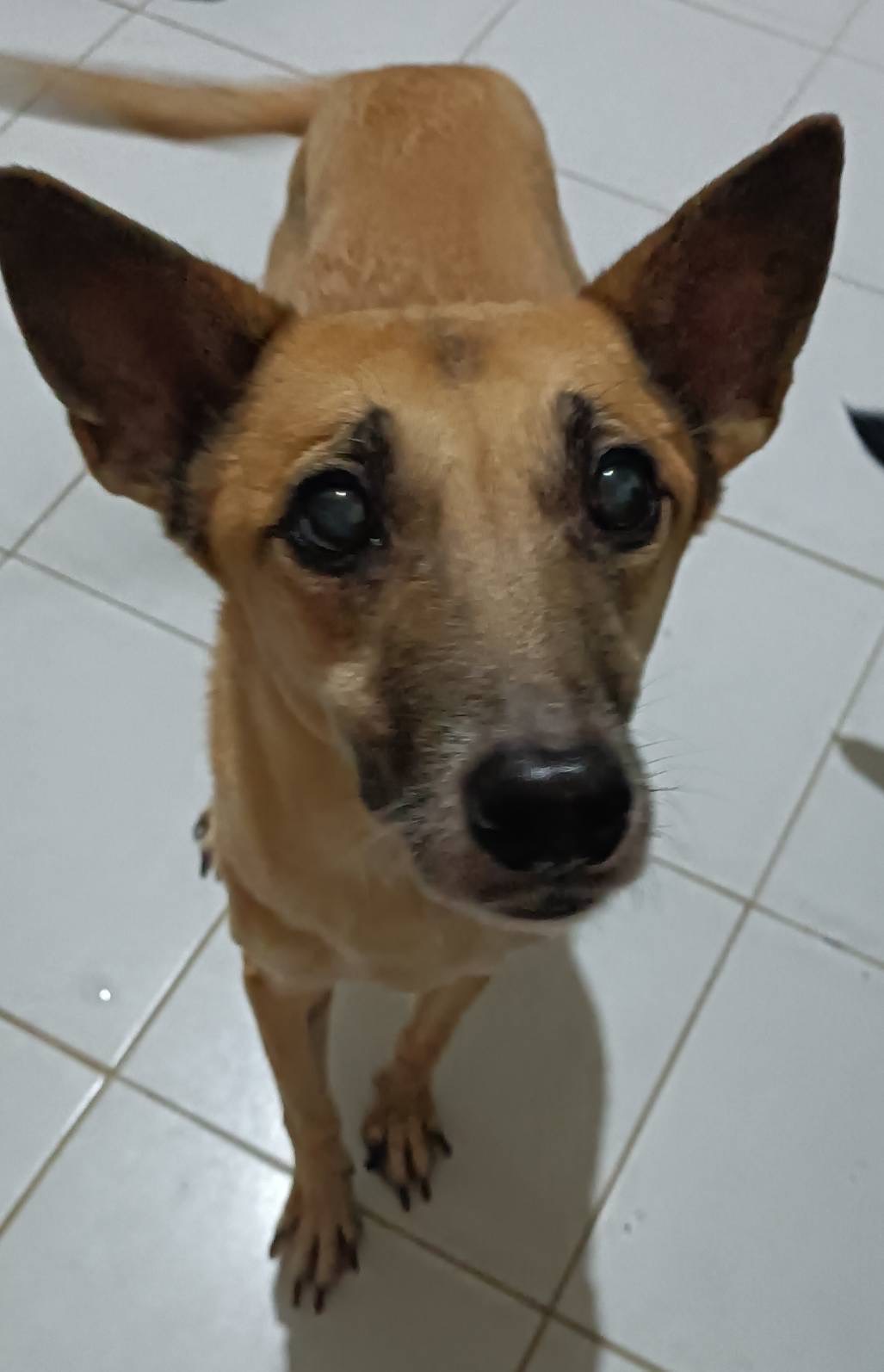 新北市已領養狗 混種犬