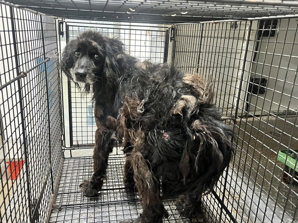 桃園市已領養狗 混種犬