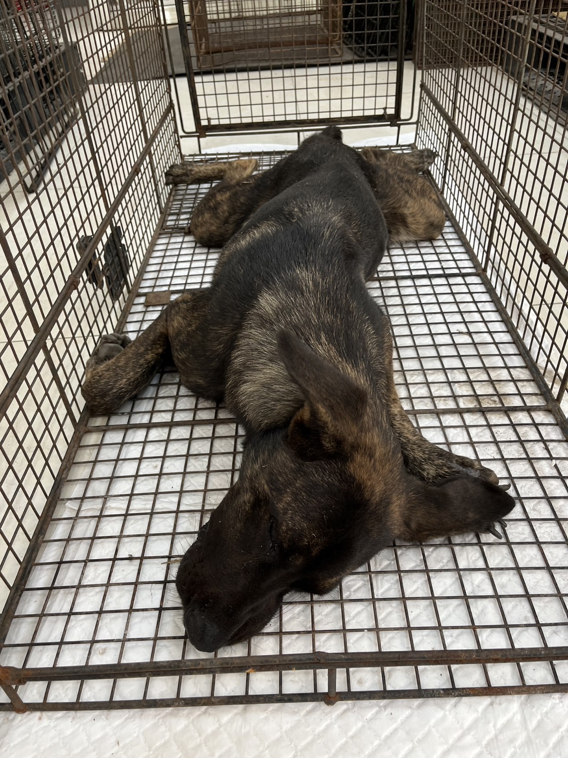 金門縣已領養狗 混種犬