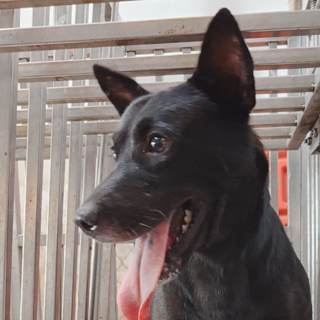 台南市已領養狗 混種犬