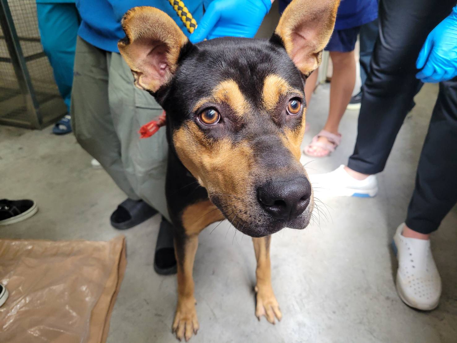 台北市已領養狗 混種犬