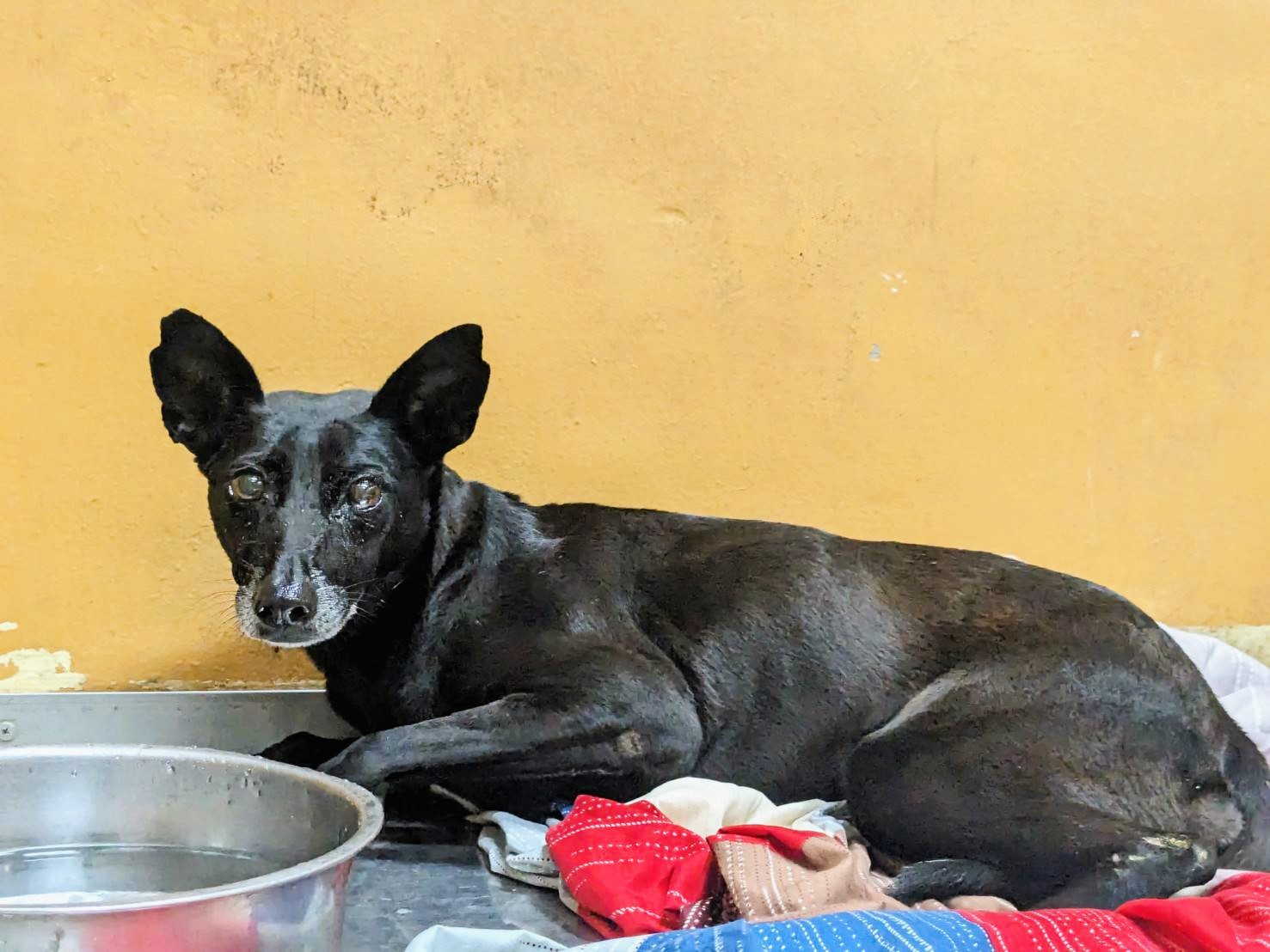新竹縣已領養狗 混種犬