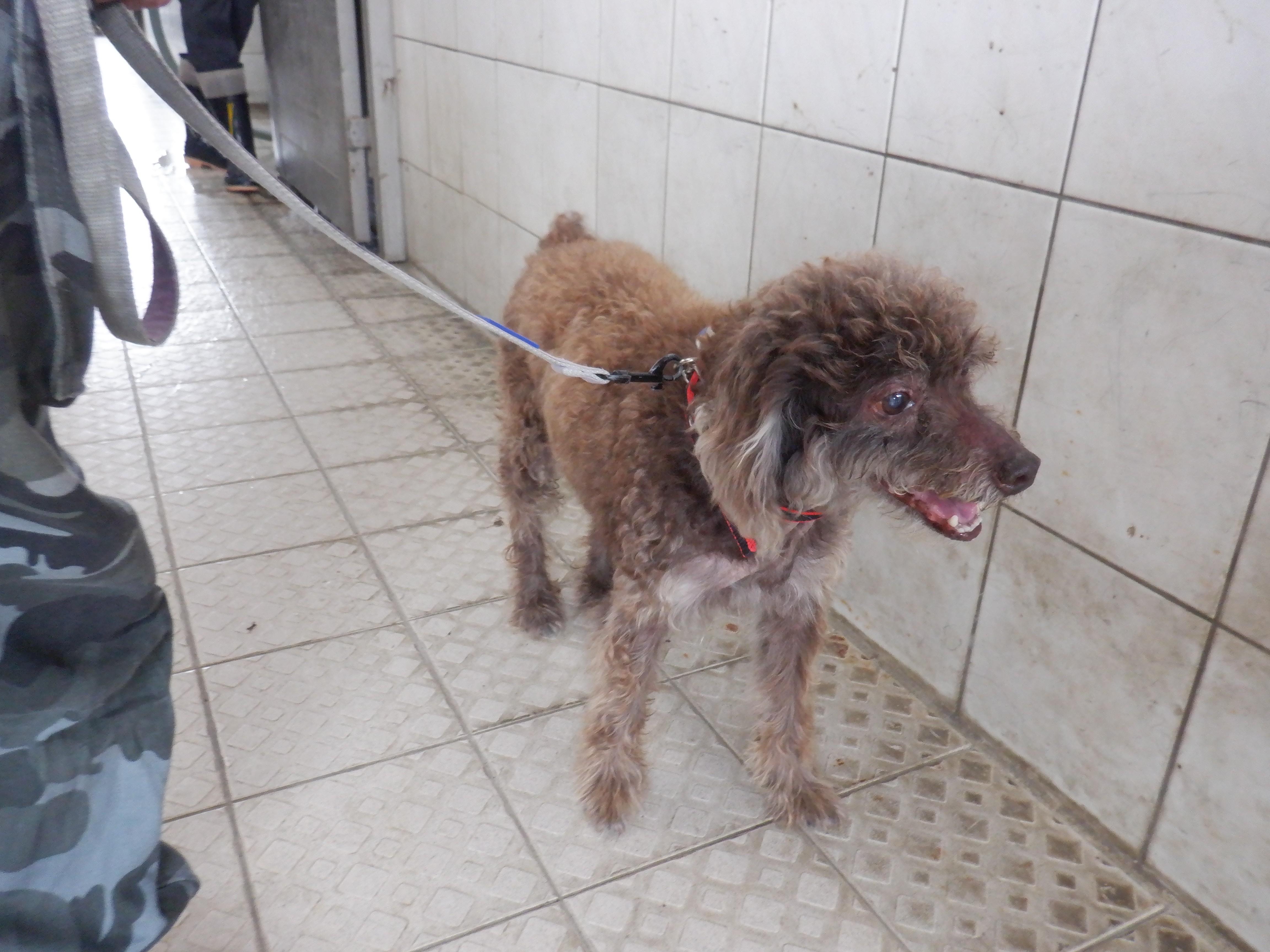 南投縣已領養狗 貴賓犬