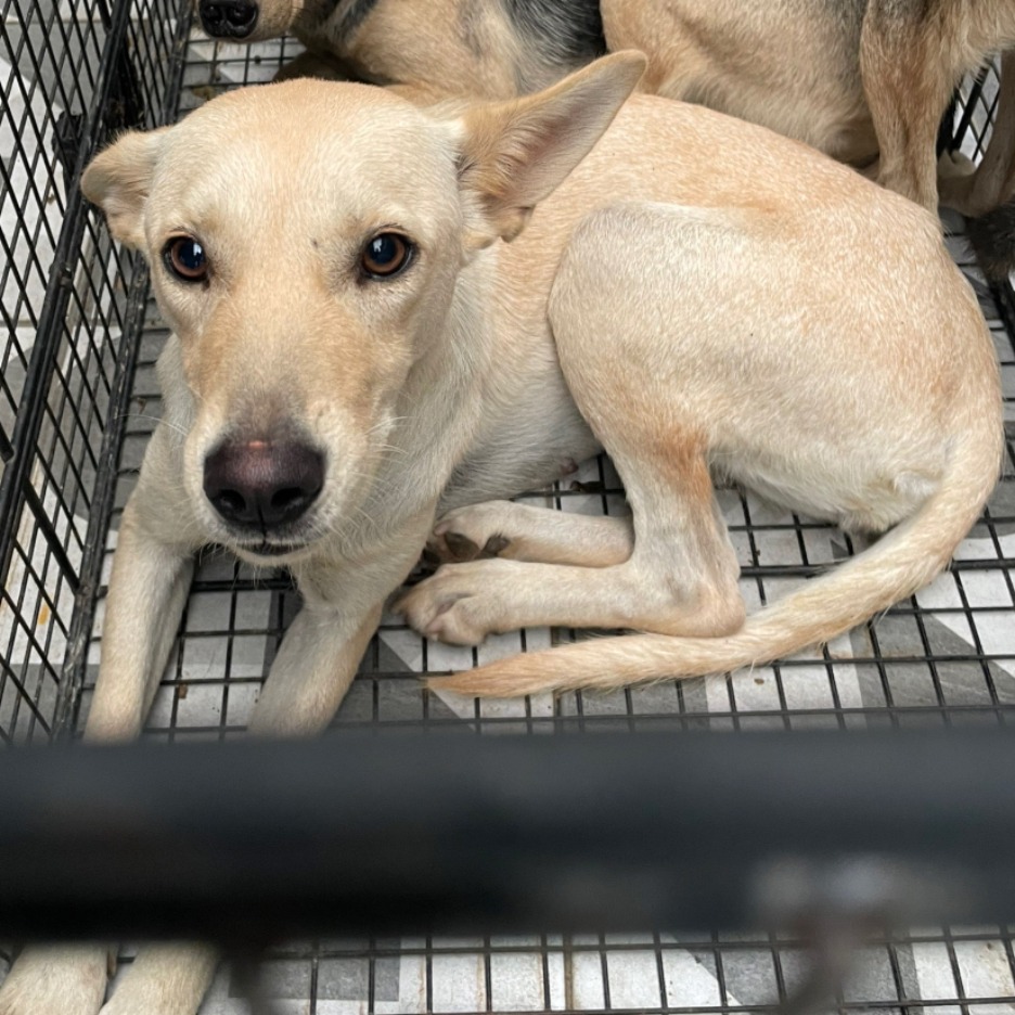 苗栗縣已領養狗 混種犬