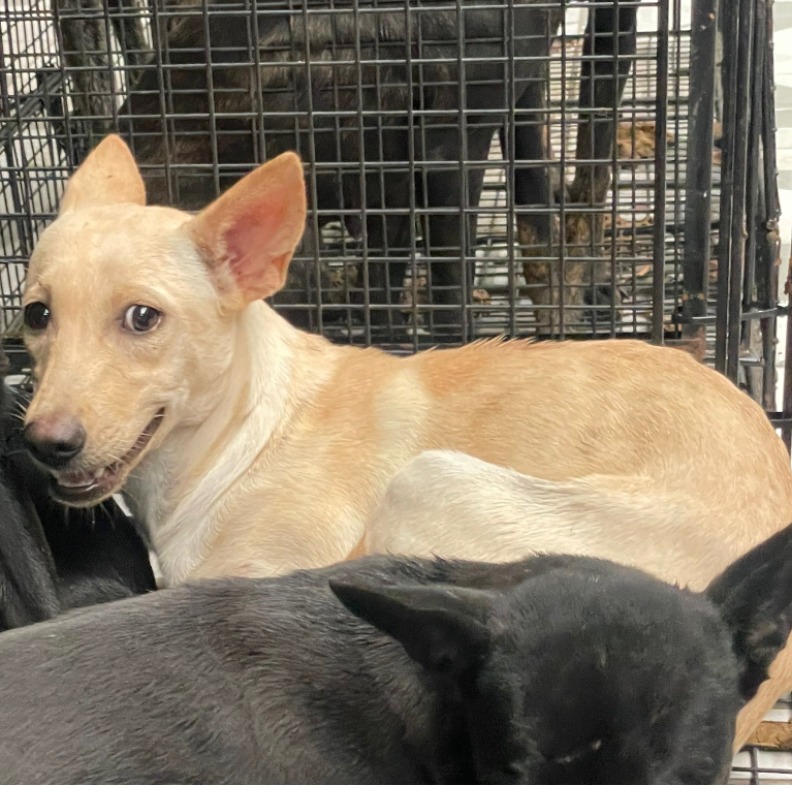 苗栗縣已領養狗 混種犬