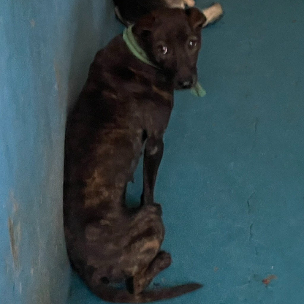 苗栗縣已領養狗 混種犬