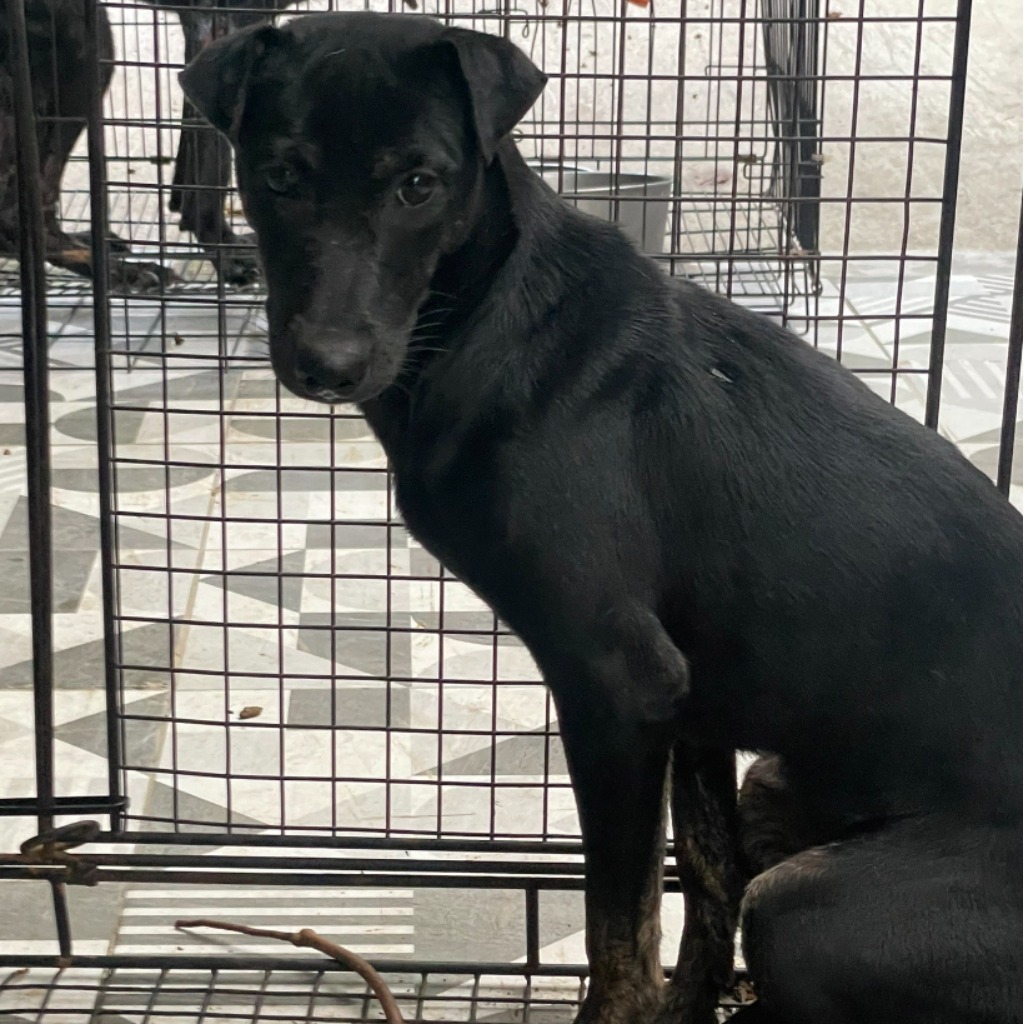 苗栗縣已領養狗 混種犬