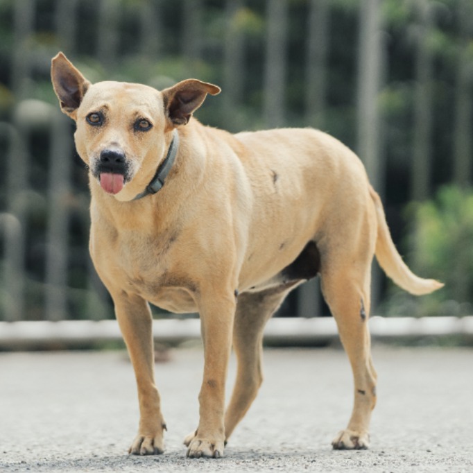新北市已領養狗 混種犬