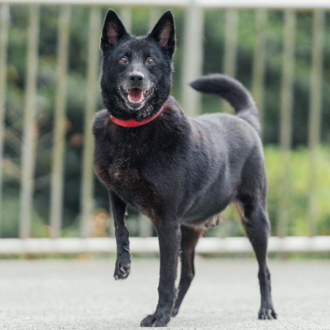 新北市已領養狗 混種犬