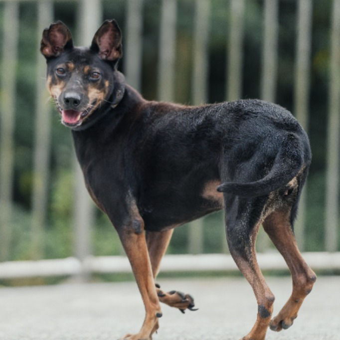 新北市已領養狗 混種犬