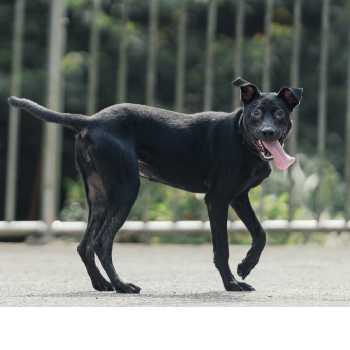 新北市已領養狗 混種犬