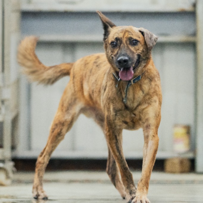 新北市已領養狗 混種犬