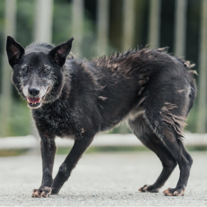 新北市已領養狗 混種犬