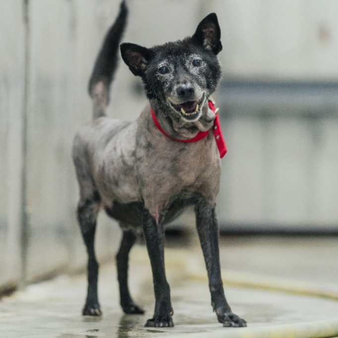 新北市已領養狗 混種犬