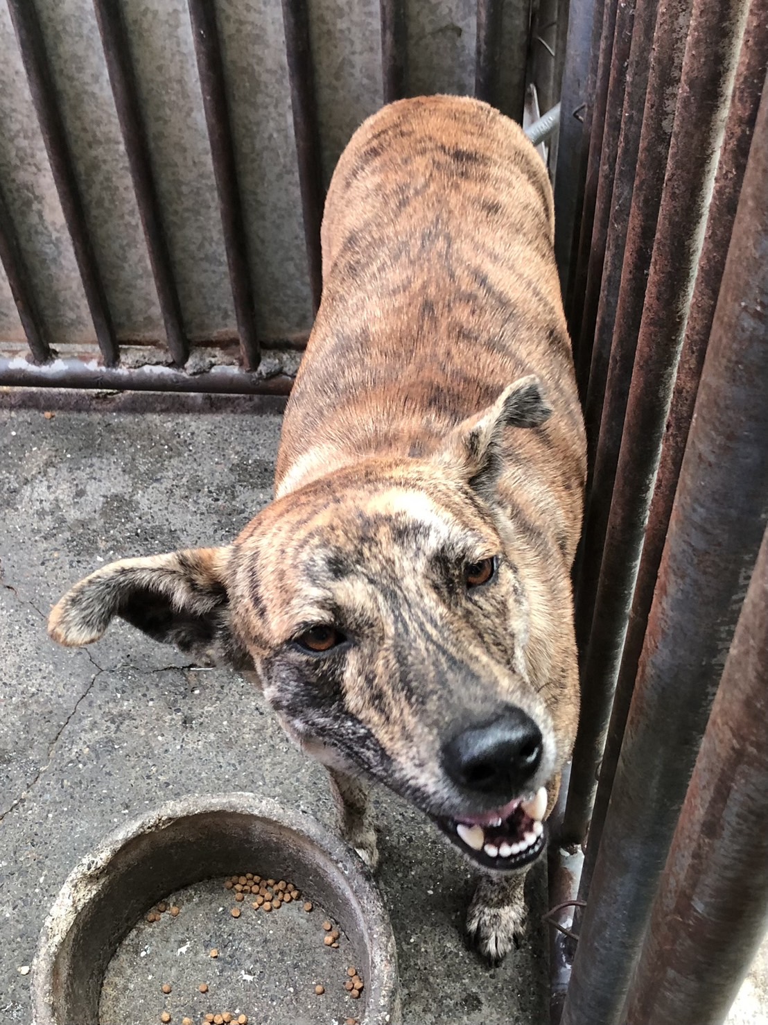 彰化縣已領養狗 混種犬