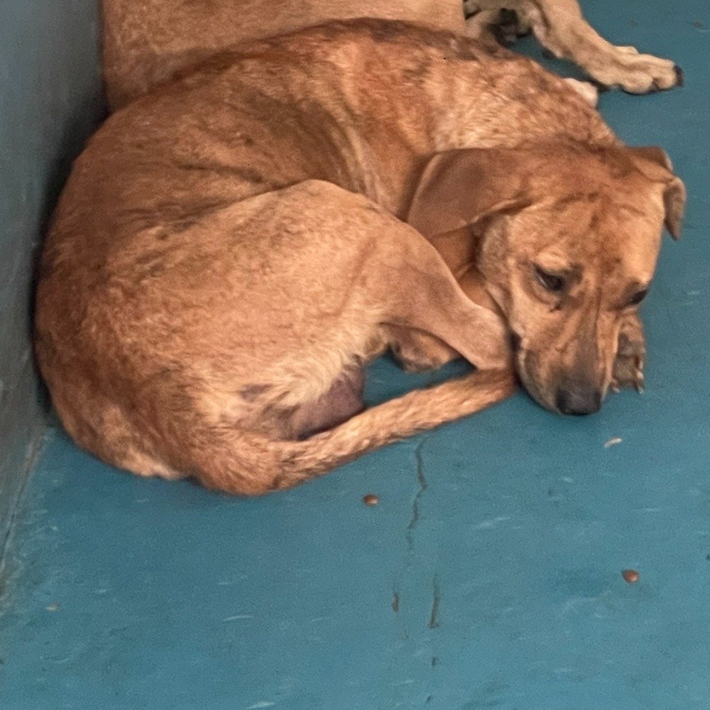 苗栗縣已領養狗 混種犬