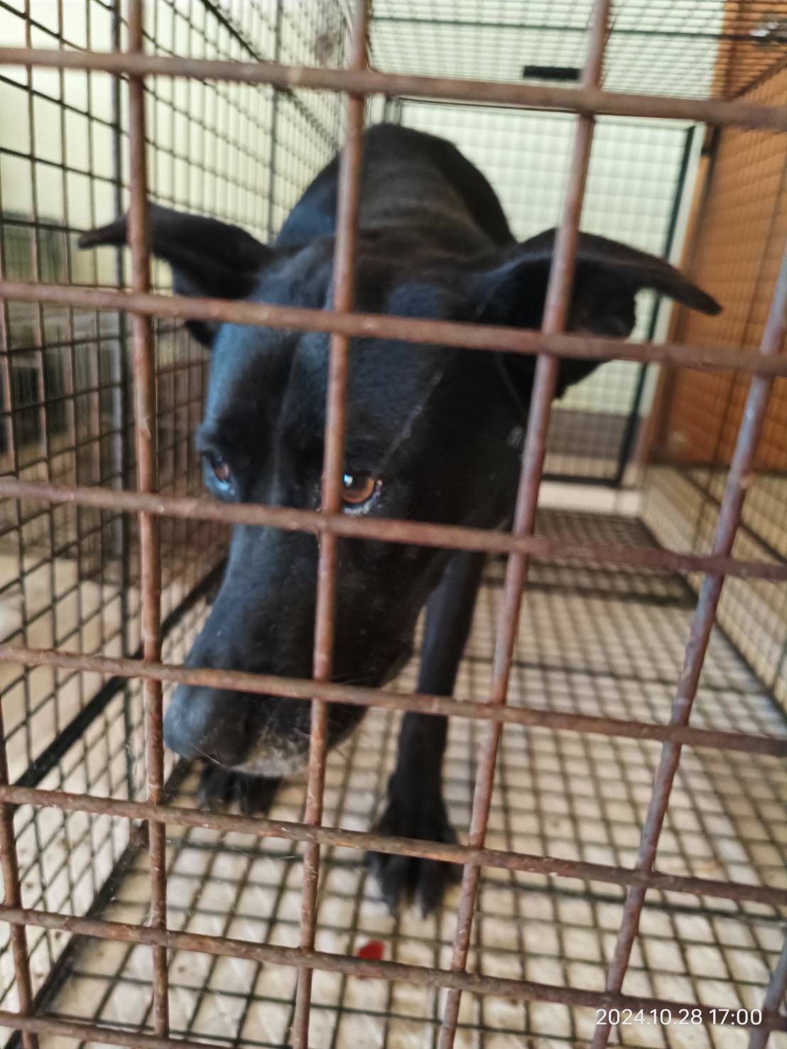 金門縣已領養狗 混種犬