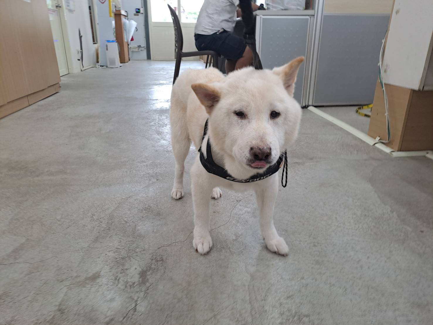 台北市已領養狗 柴犬