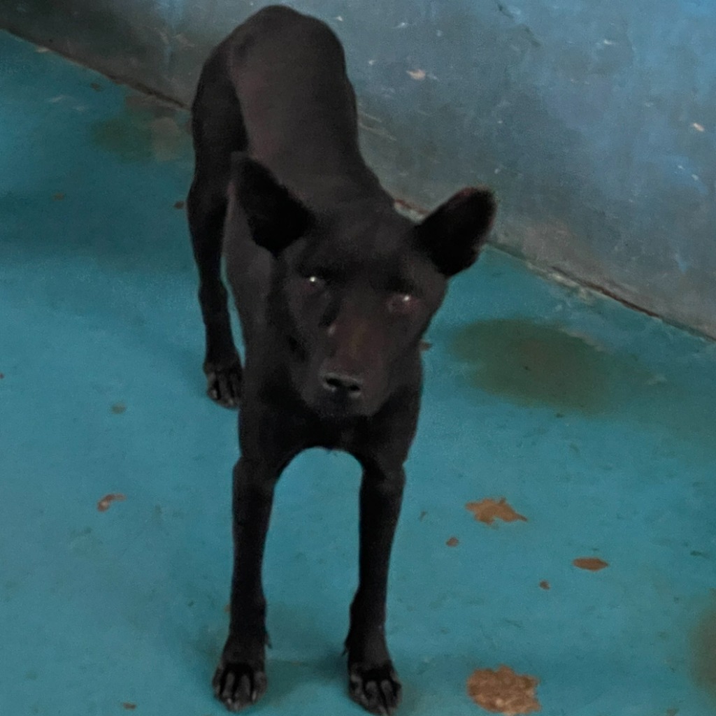 苗栗縣已領養狗 混種犬