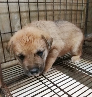 台中市已領養狗 混種犬
