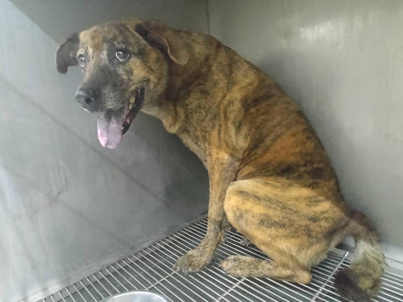 台北市已領養狗 混種犬