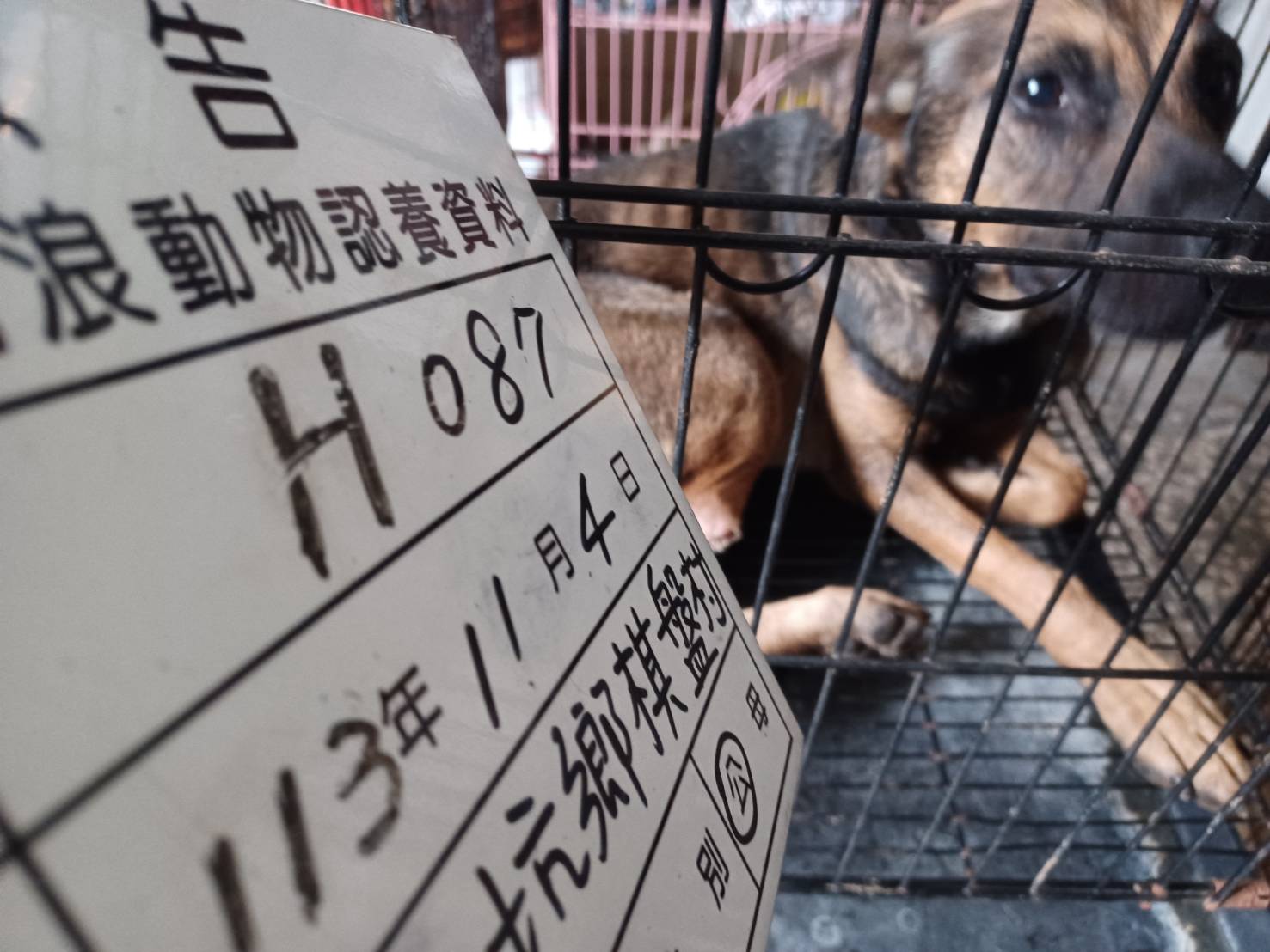 雲林縣已領養狗 混種犬