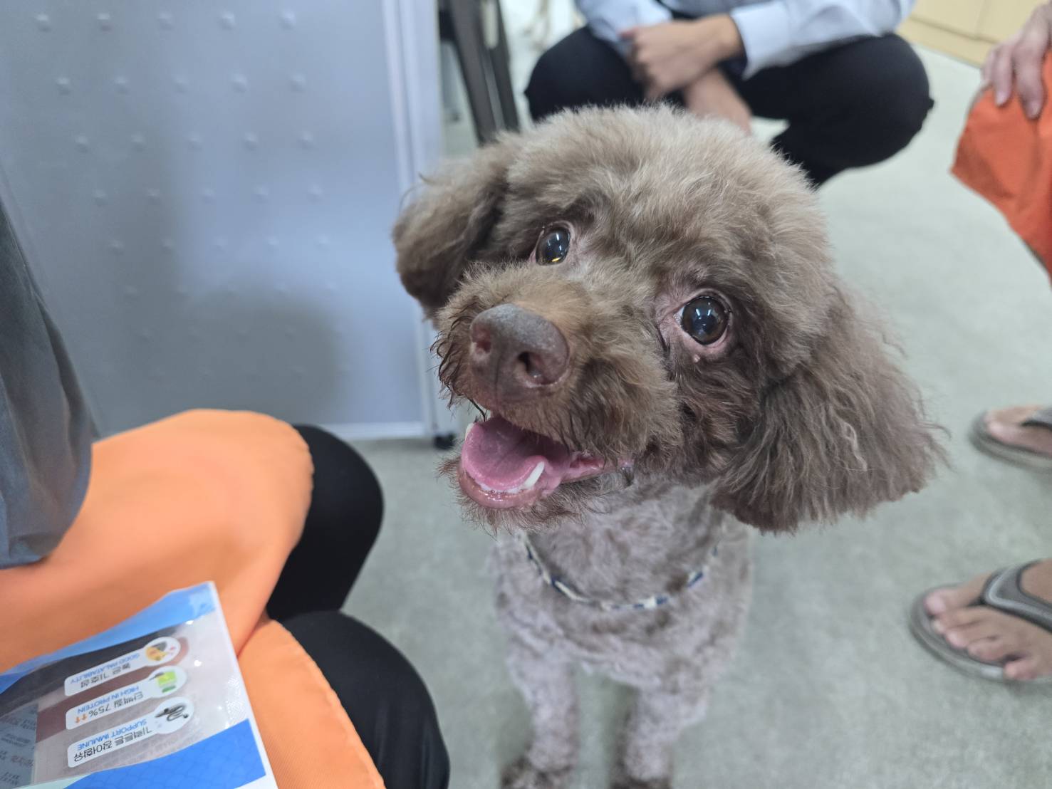 台北市已領養狗 貴賓犬