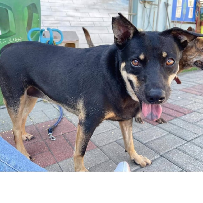 台南市已領養狗 混種犬