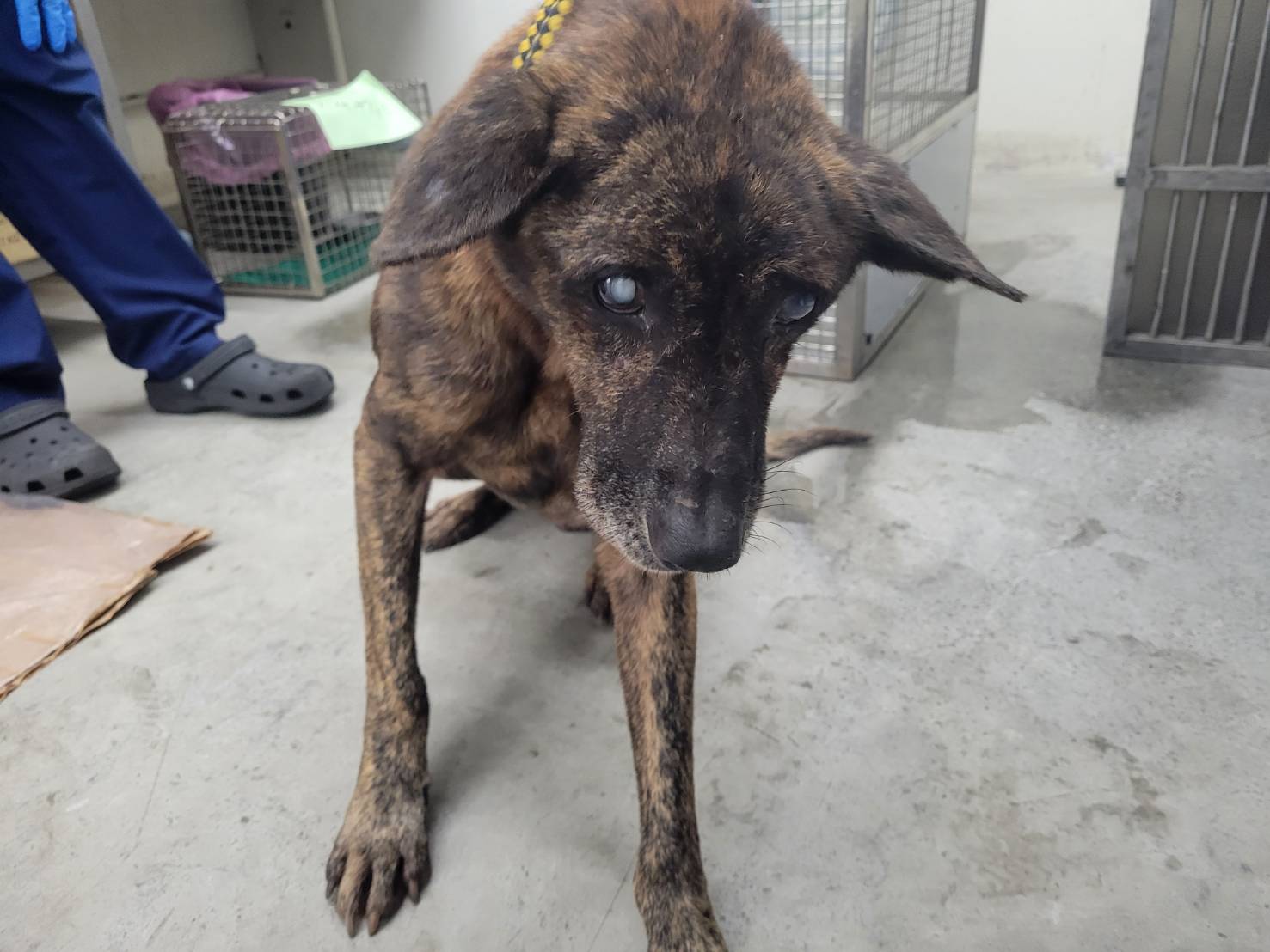 台北市已領養狗 混種犬