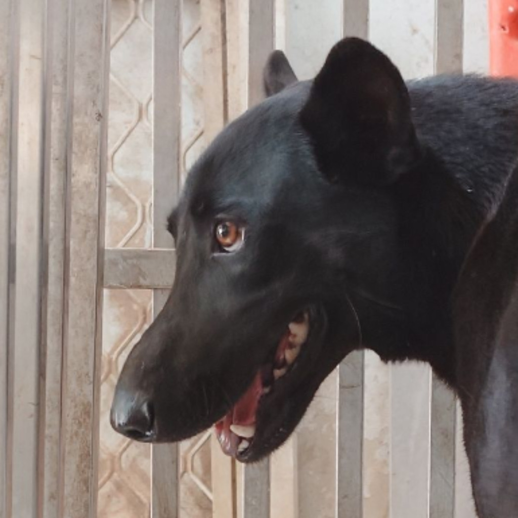 台南市已領養狗 混種犬