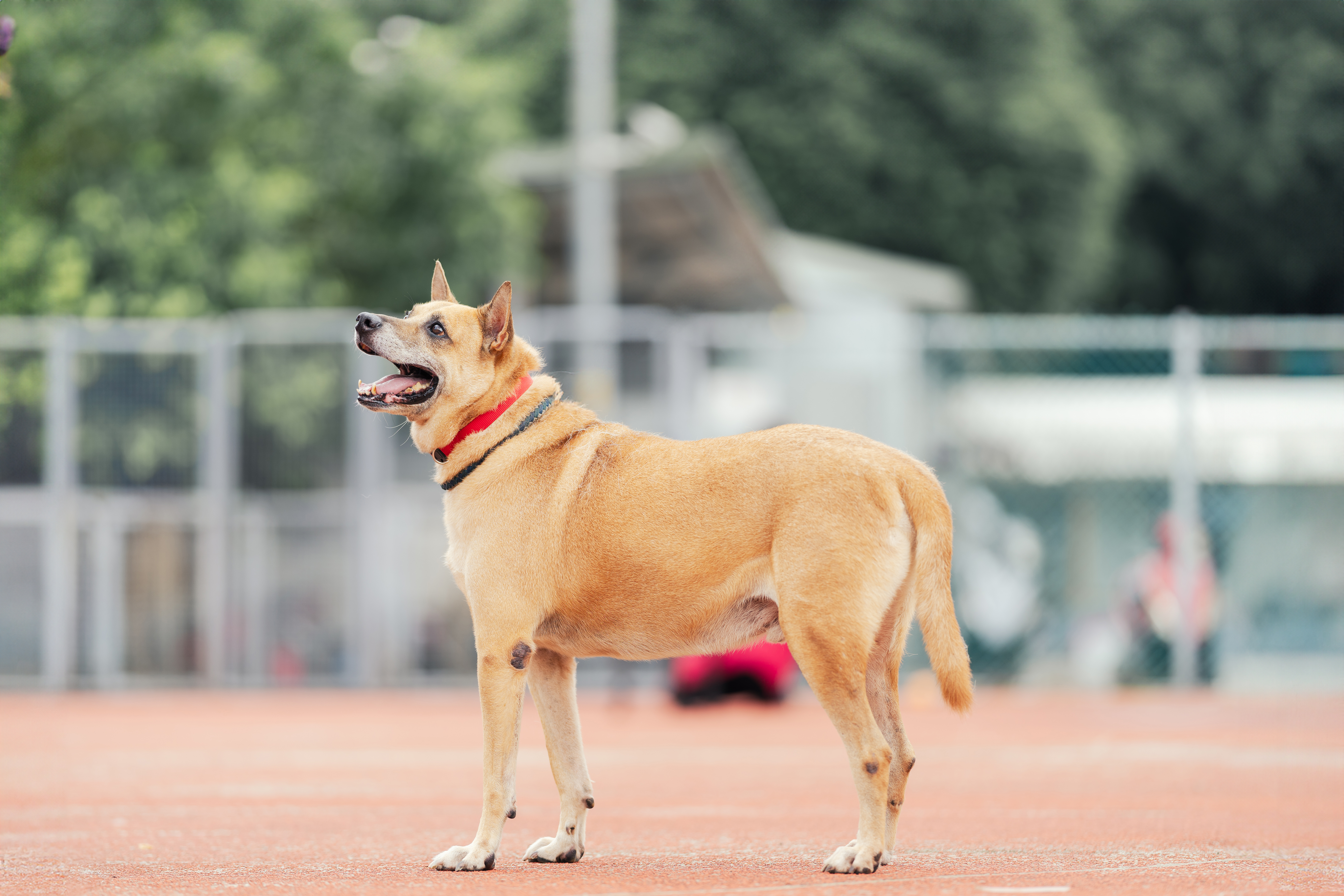 新北市已領養狗 混種犬