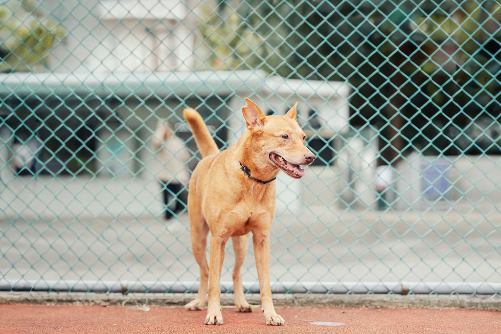 新北市已領養狗 混種犬