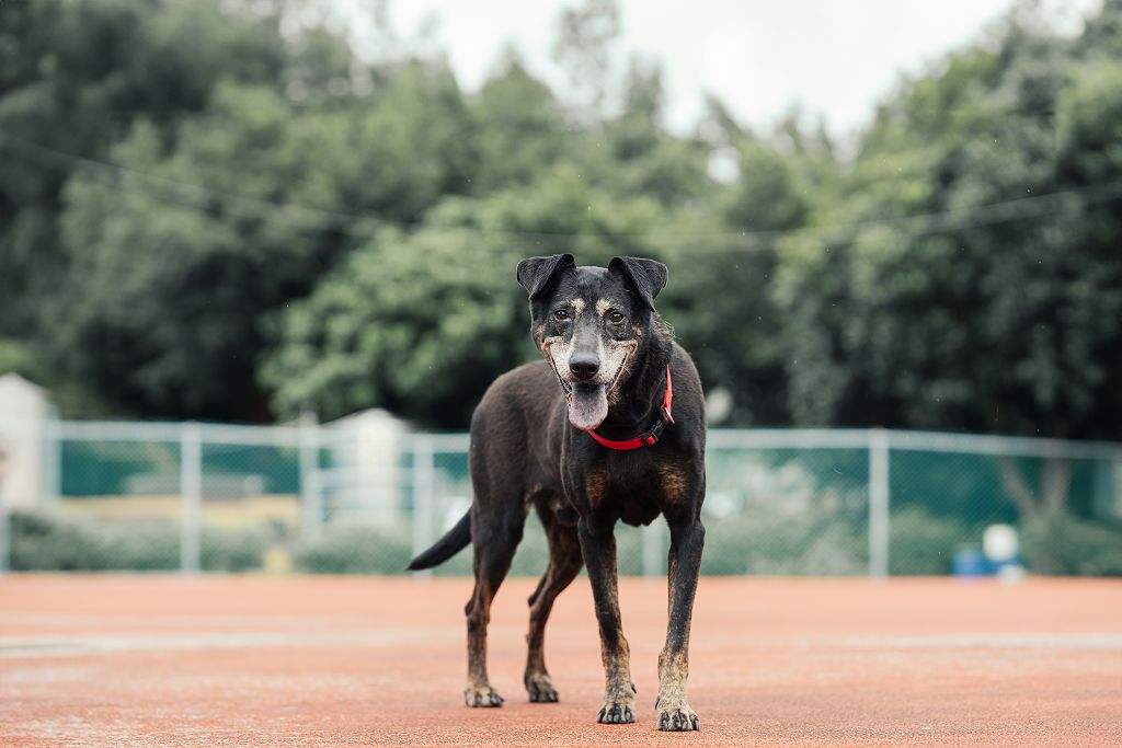 新北市已領養狗 混種犬