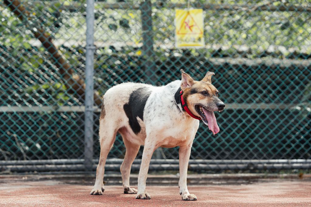 新北市已領養狗 混種犬