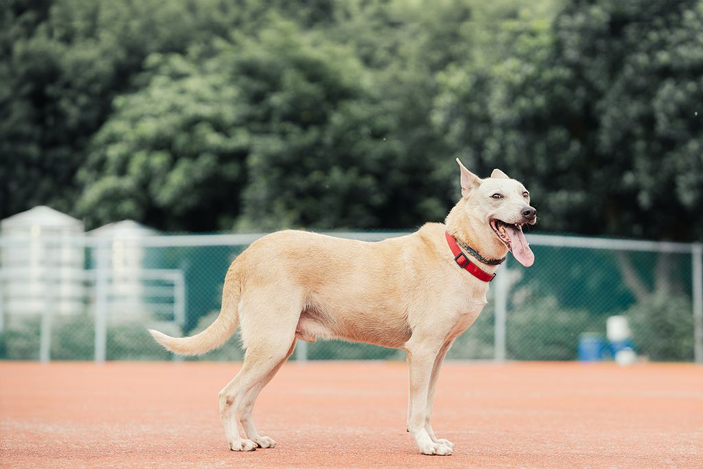 新北市已領養狗 混種犬