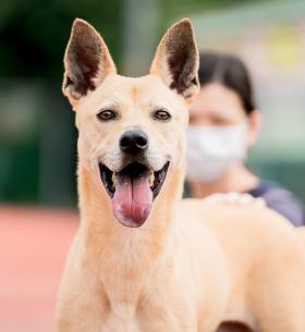 新北市已領養狗 混種犬