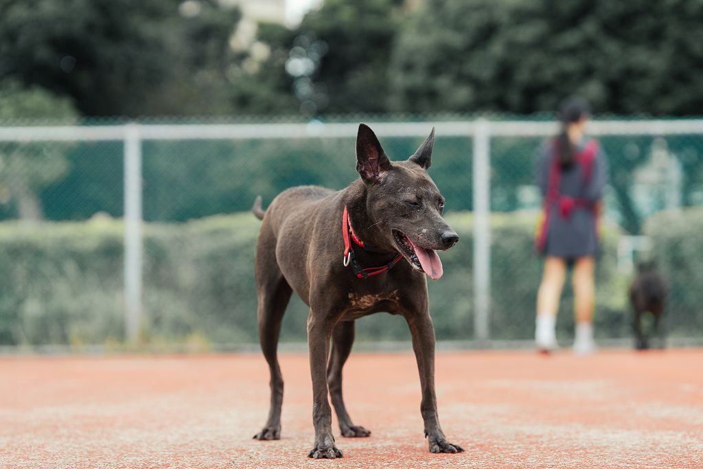 新北市已領養狗 混種犬