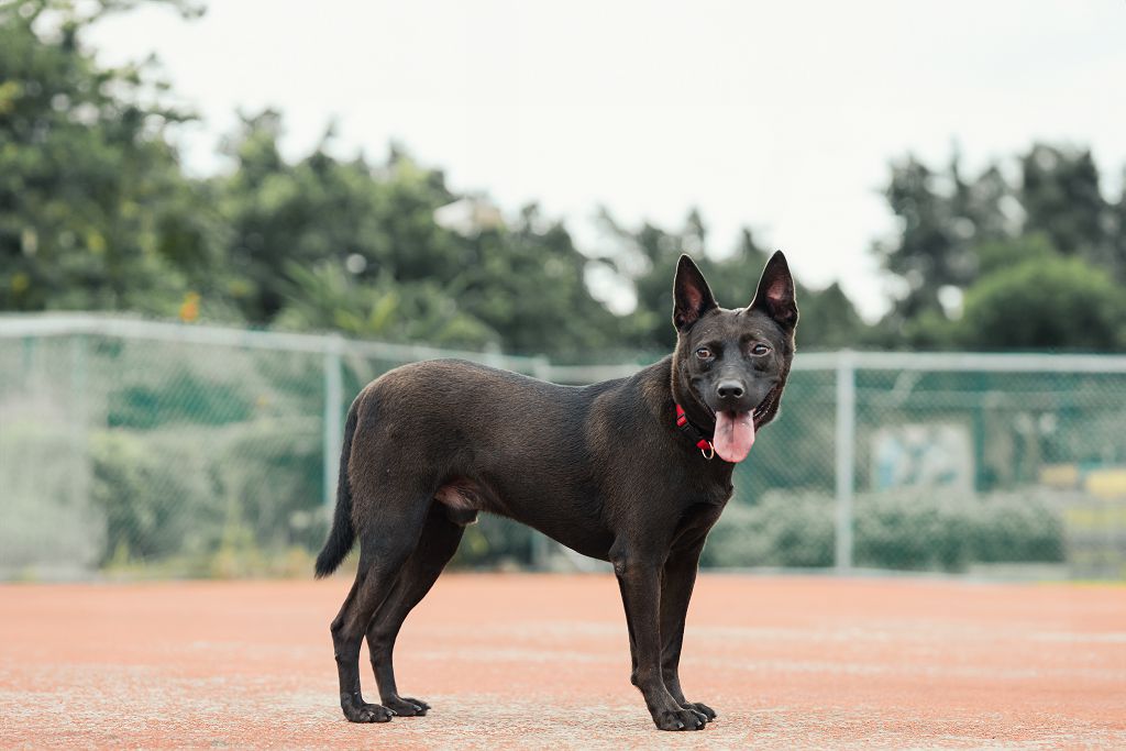新北市已領養狗 混種犬