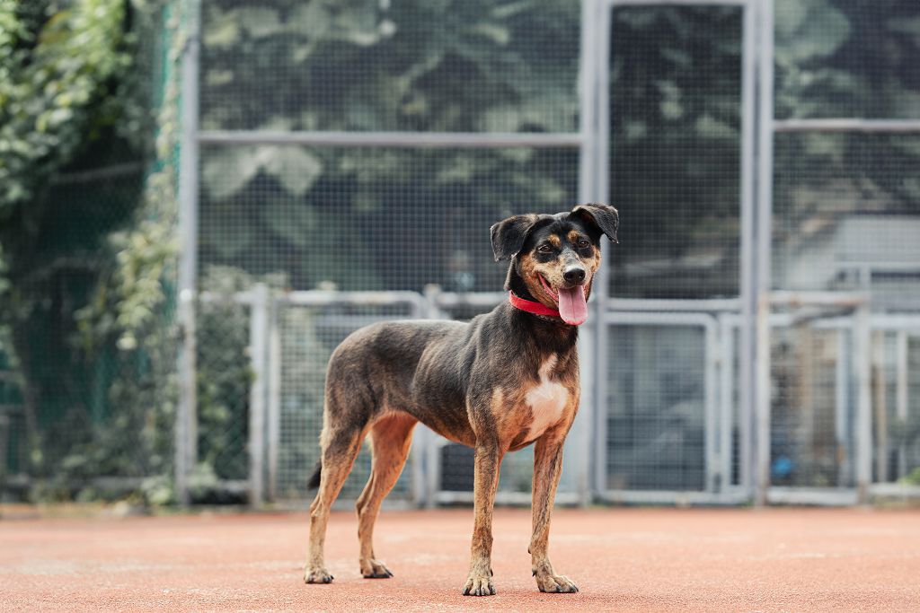 新北市已領養狗 混種犬