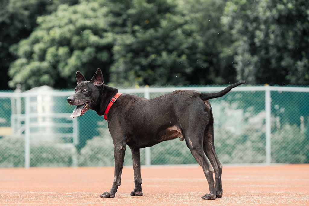 新北市已領養狗 混種犬